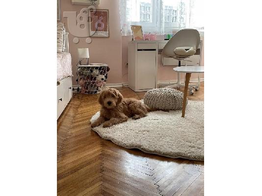 Goldendoodle F1